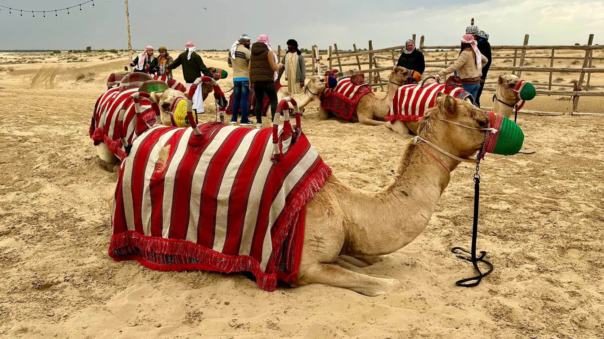 A Dubai desert showing camels sitting together.