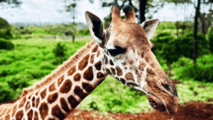 A close up of a giraffe in Nairobi, Kenya