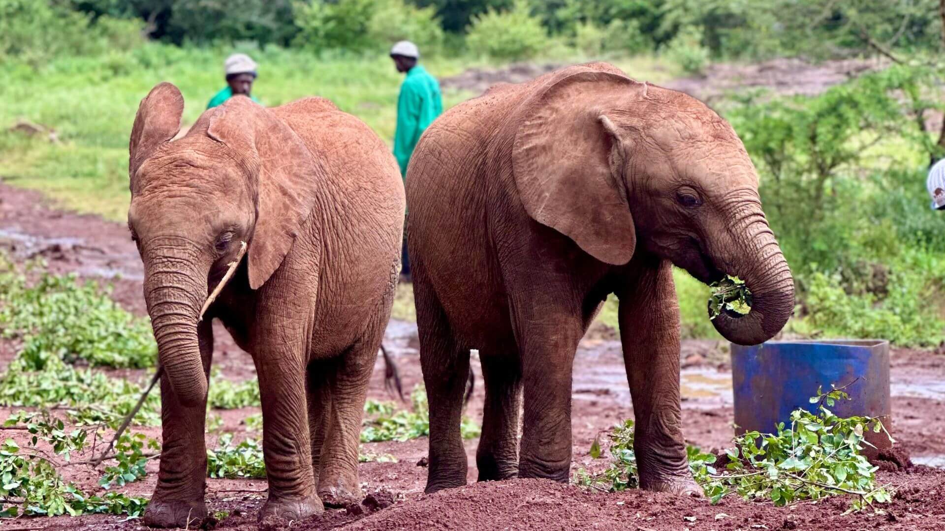 2 Elephants playing in the sanctuary in Kenya